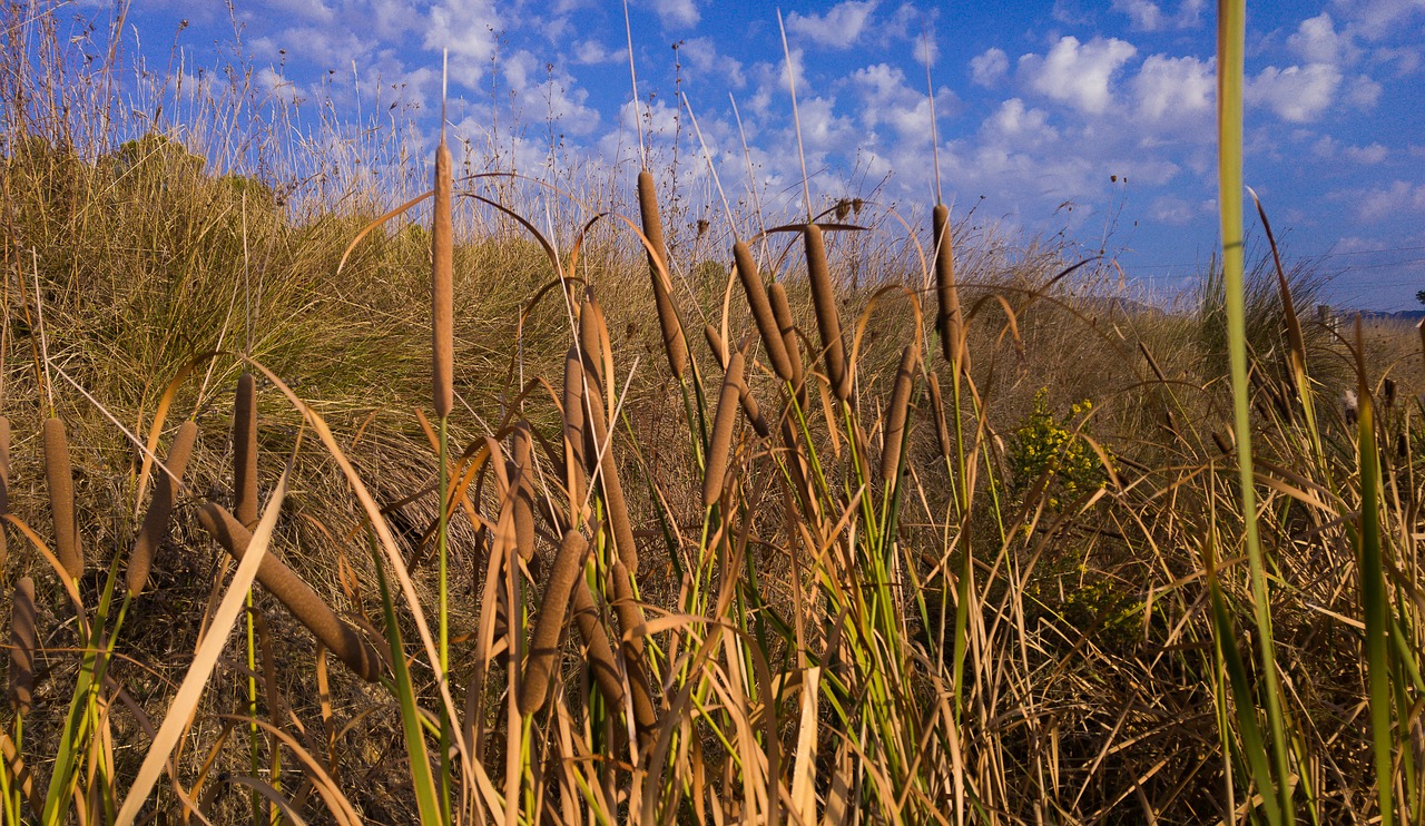 reeds cigar water plants free photo