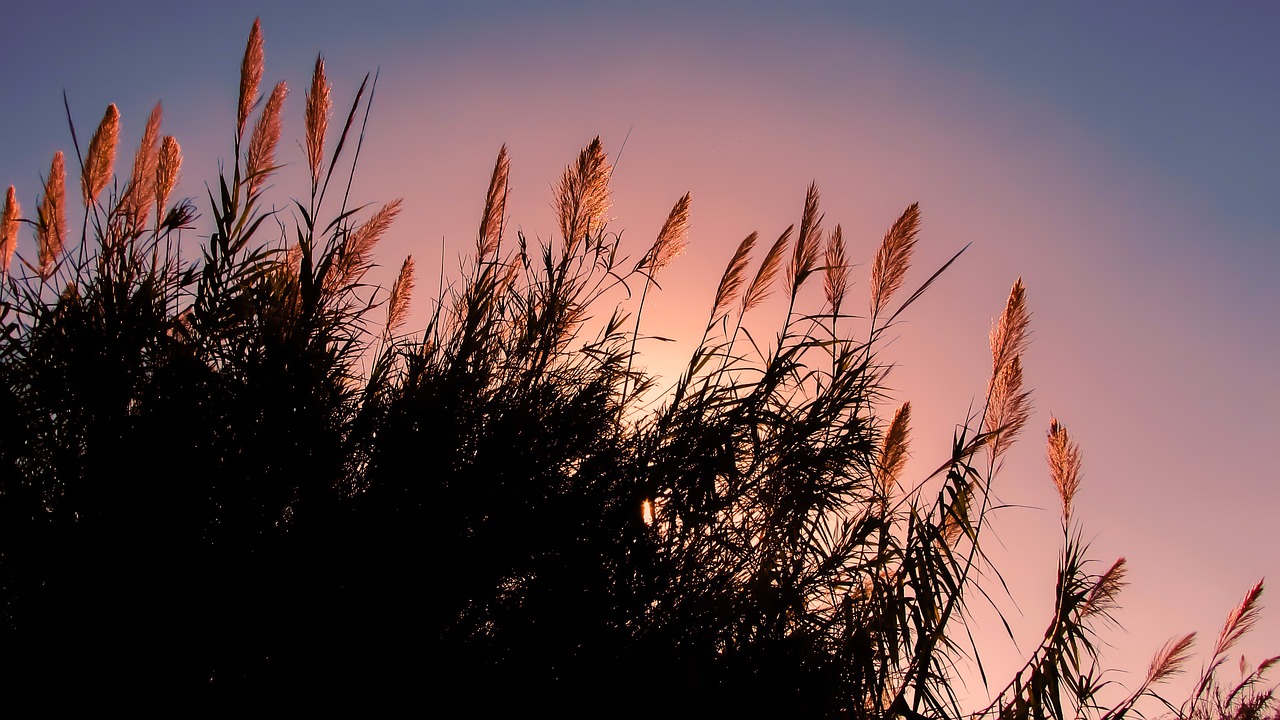 reeds sun sunlight free photo