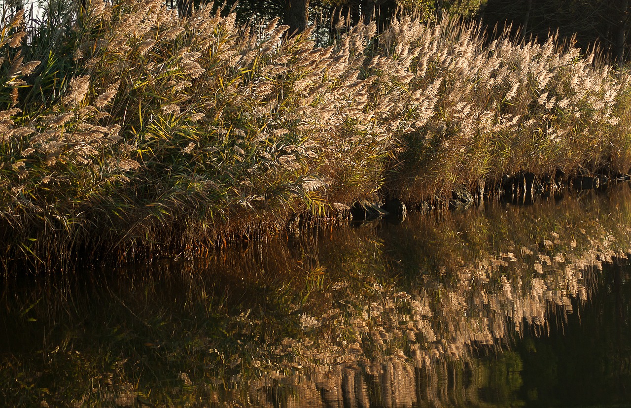 reeds marsh water plants free photo