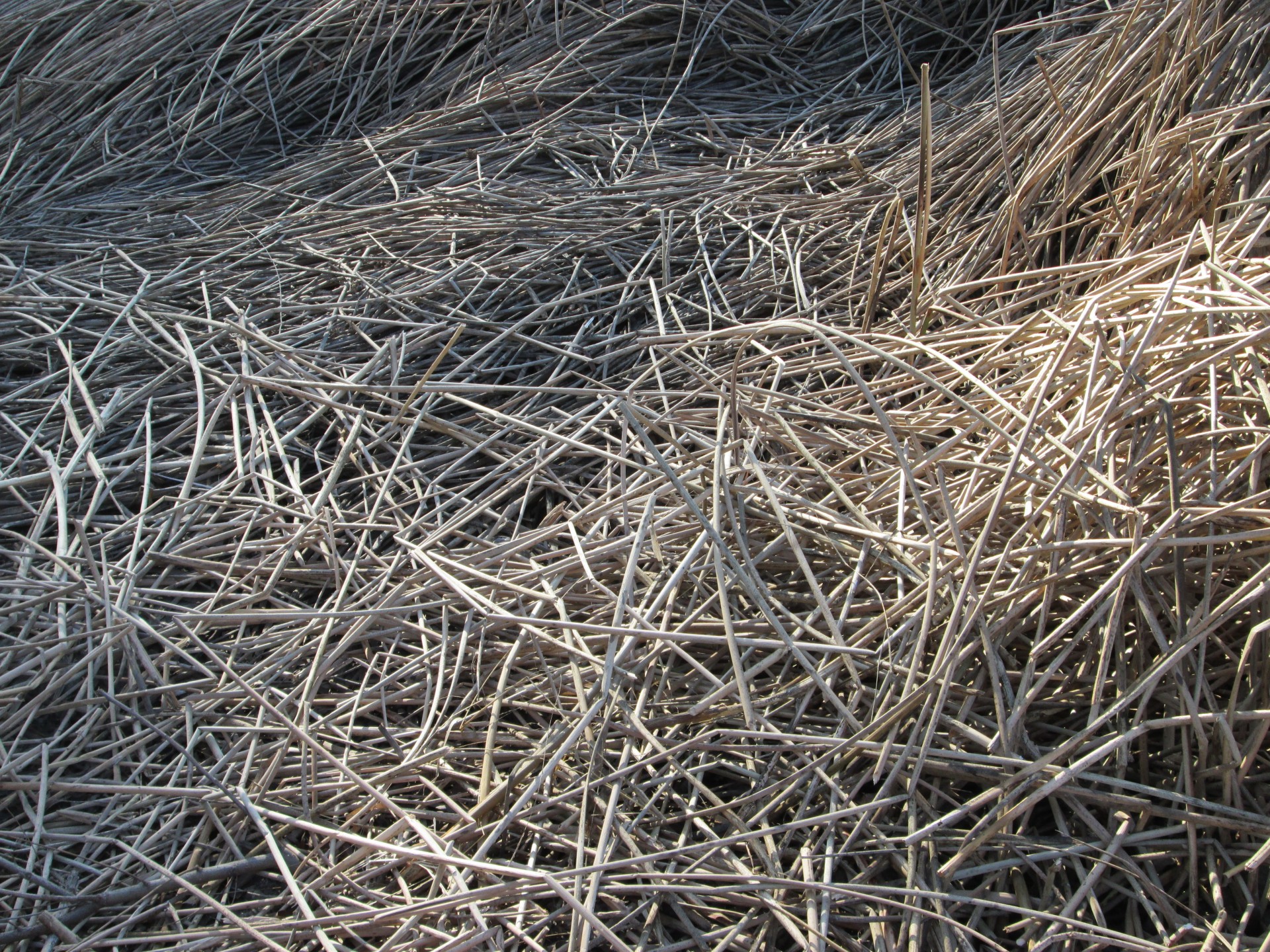 reeds nature plants free photo