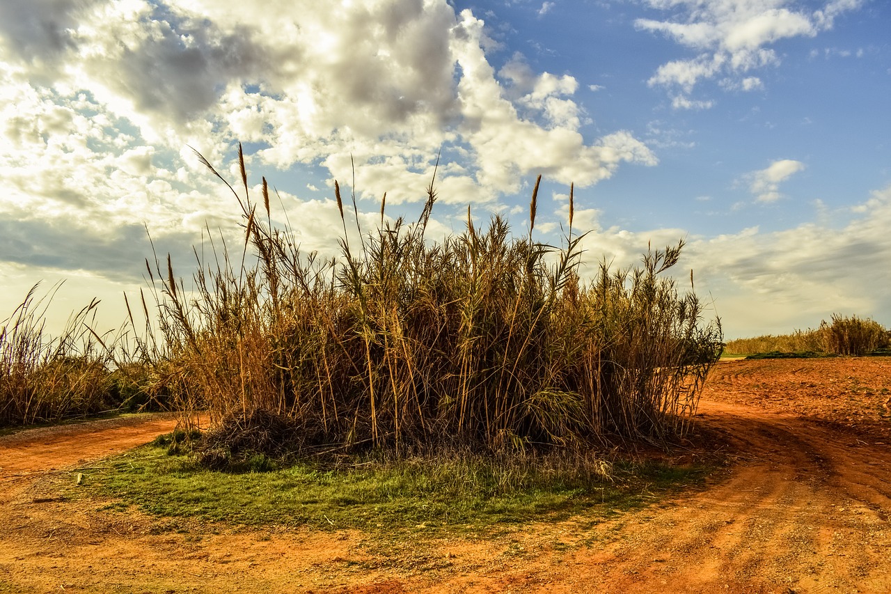 reeds field countryside free photo