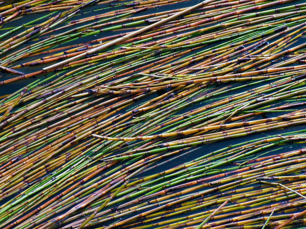 reeds finnish straw free photo