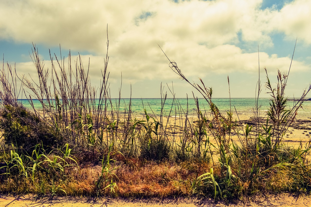 reeds beach sea free photo