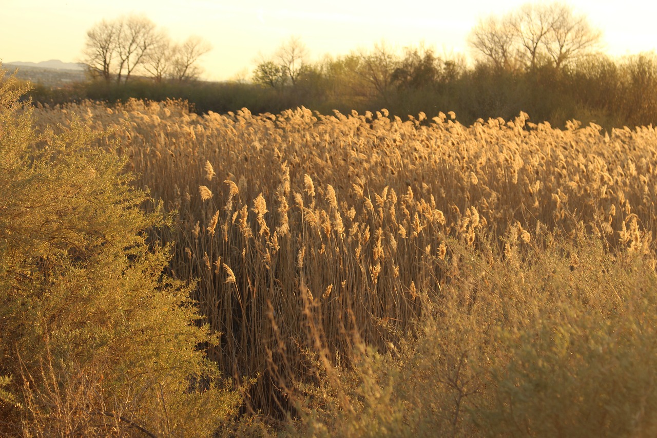 reeds sunshine nature free photo