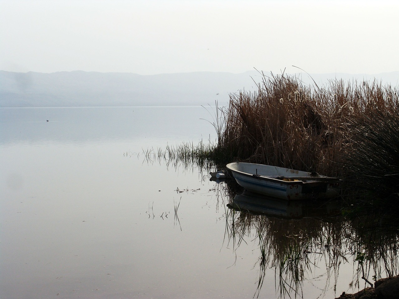 reeds lake iznik free photo