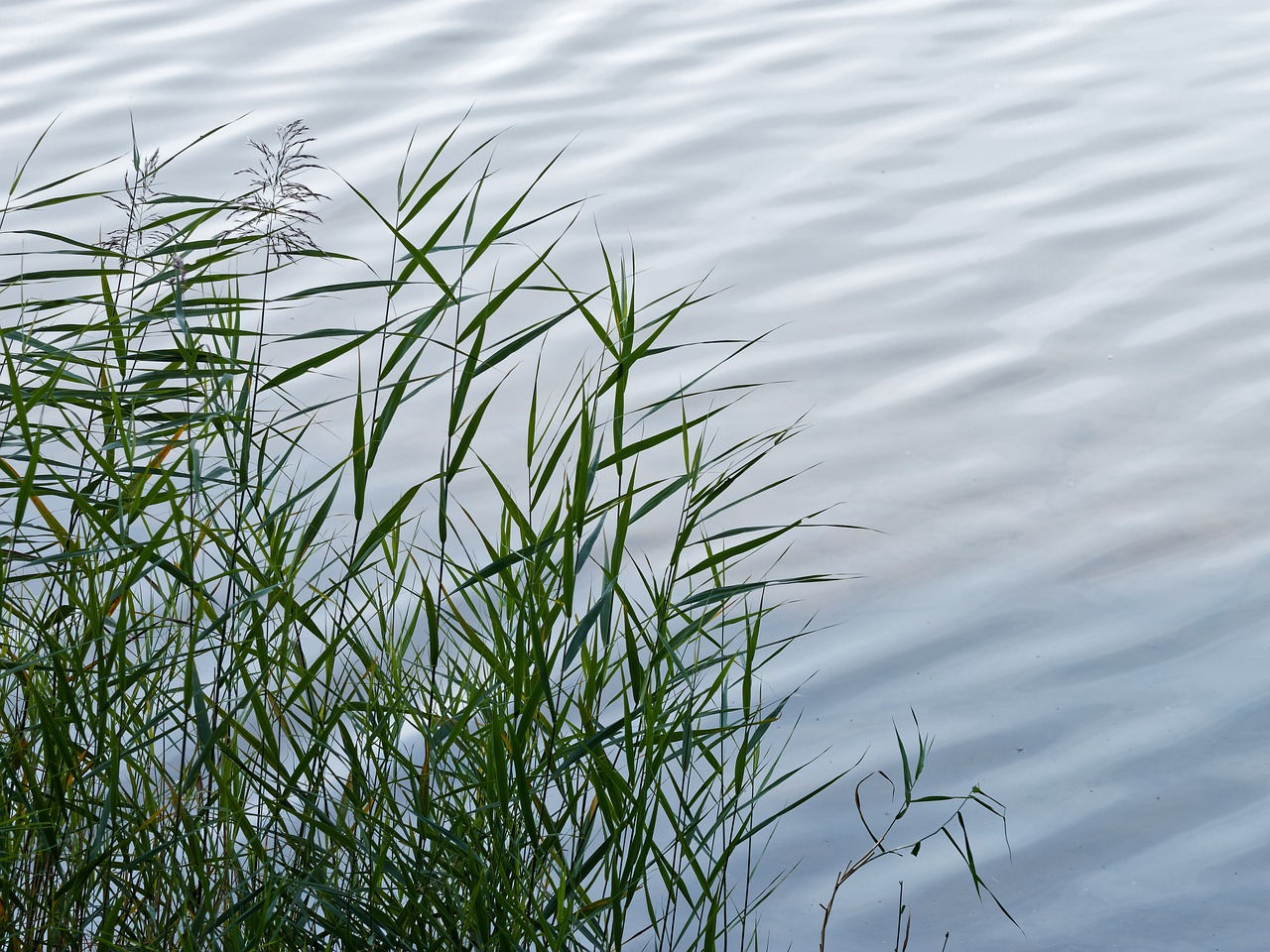 reeds nature nature reed free photo