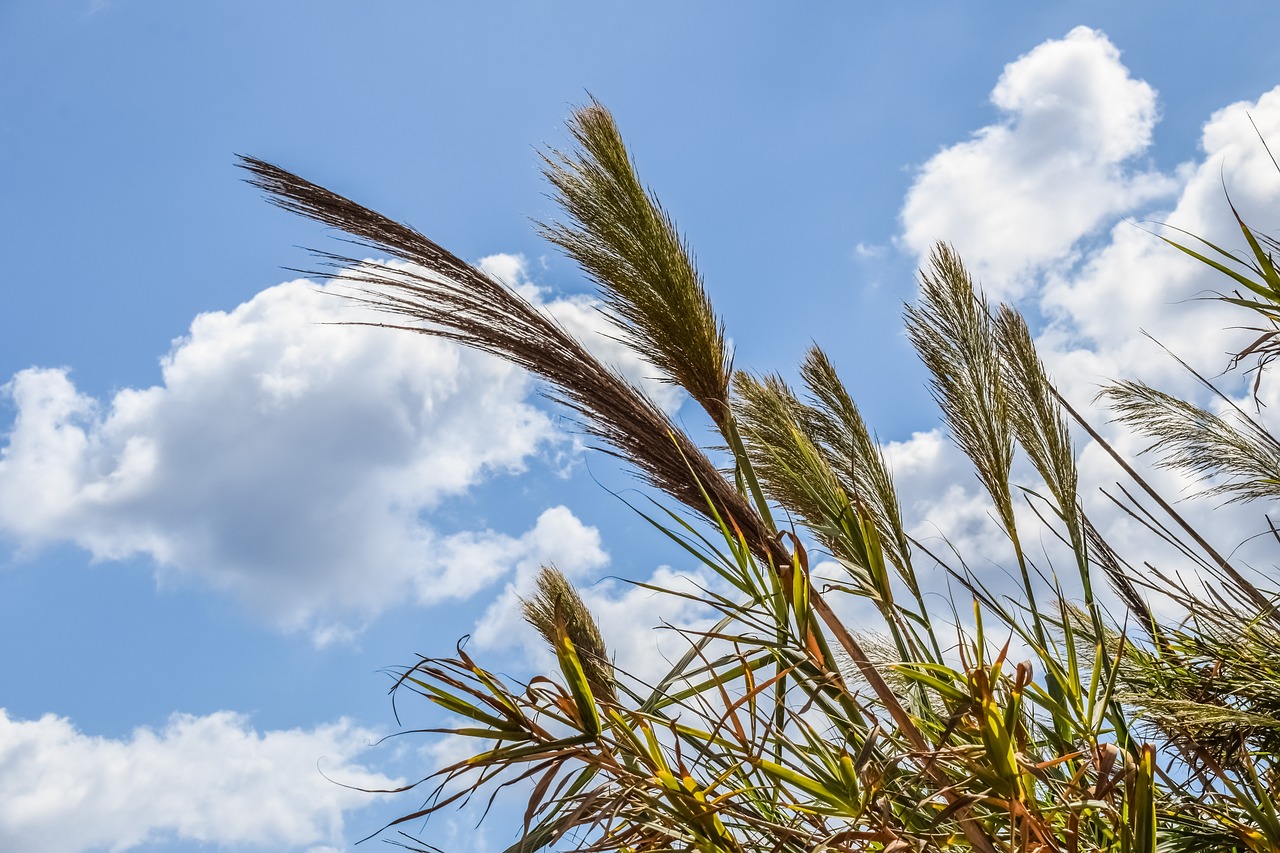 reeds sky clouds free photo