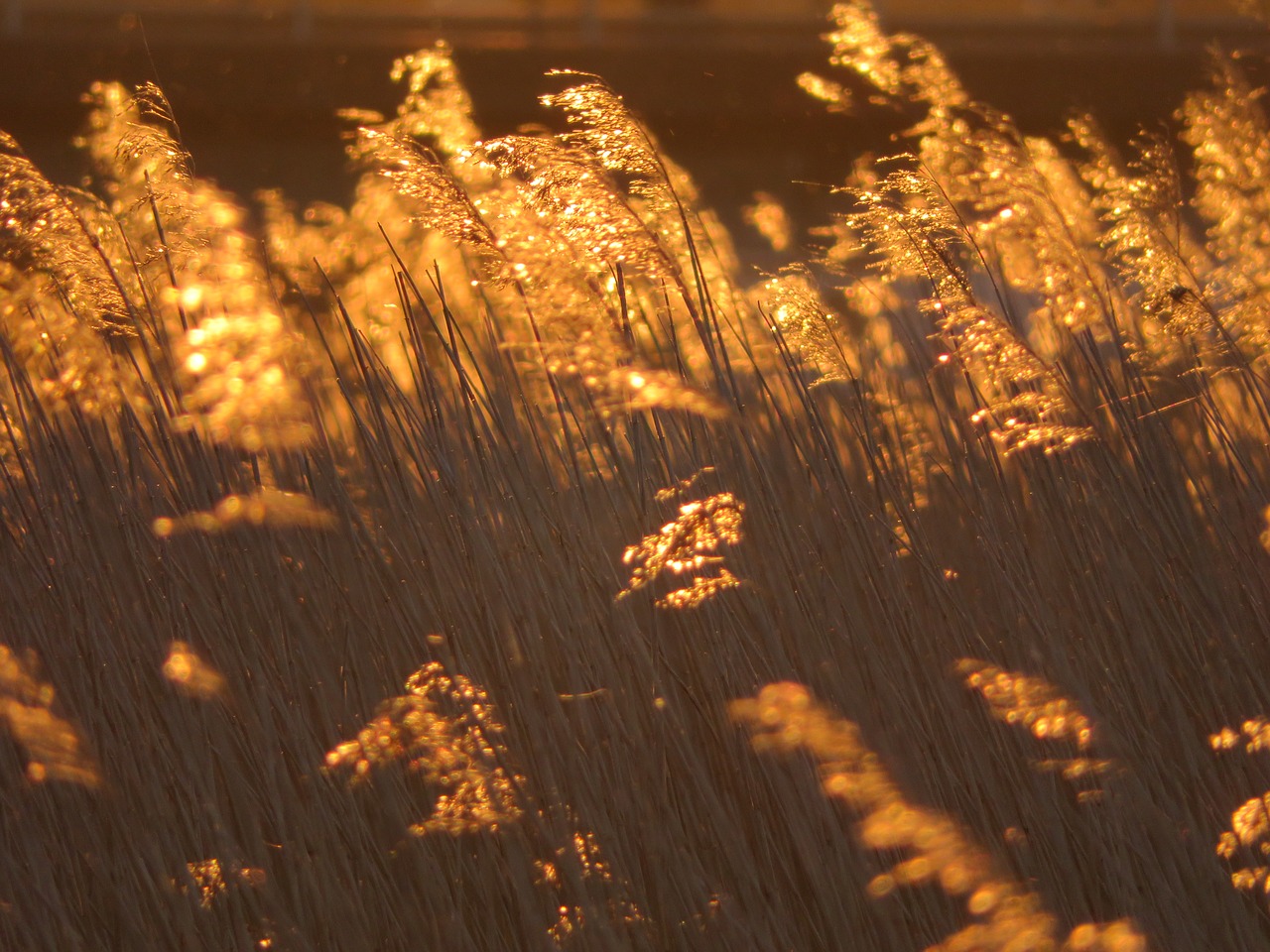 reeds sunset nature free photo