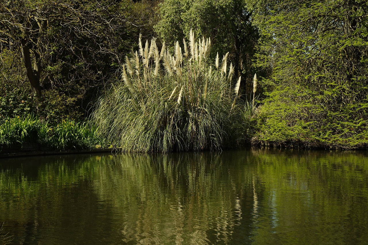 reeds pond reflections free photo