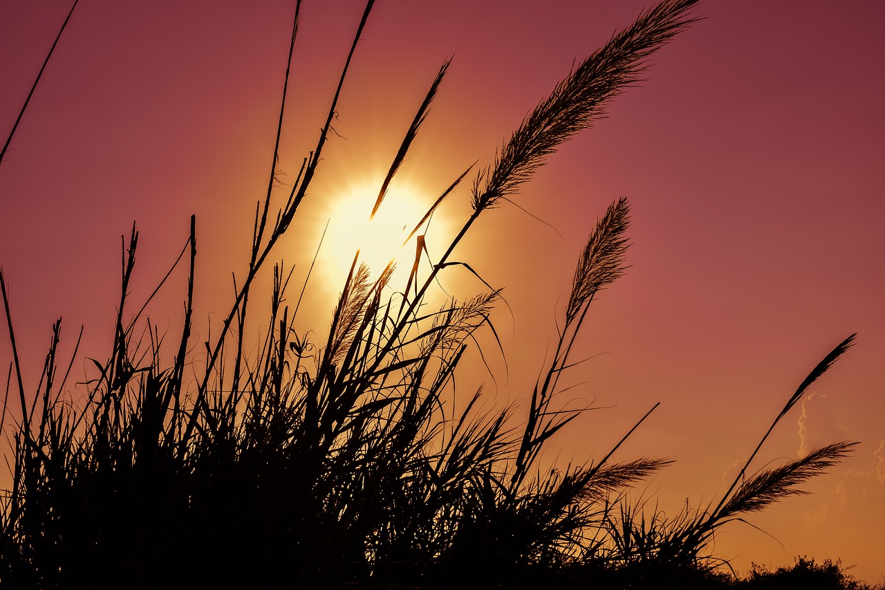 reeds sun sunset free photo