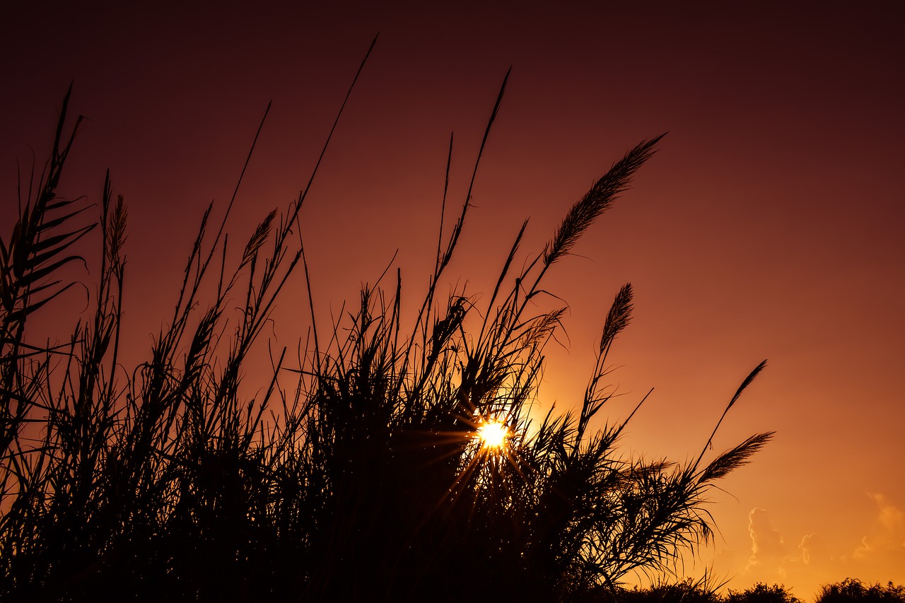 reeds sun sunset free photo