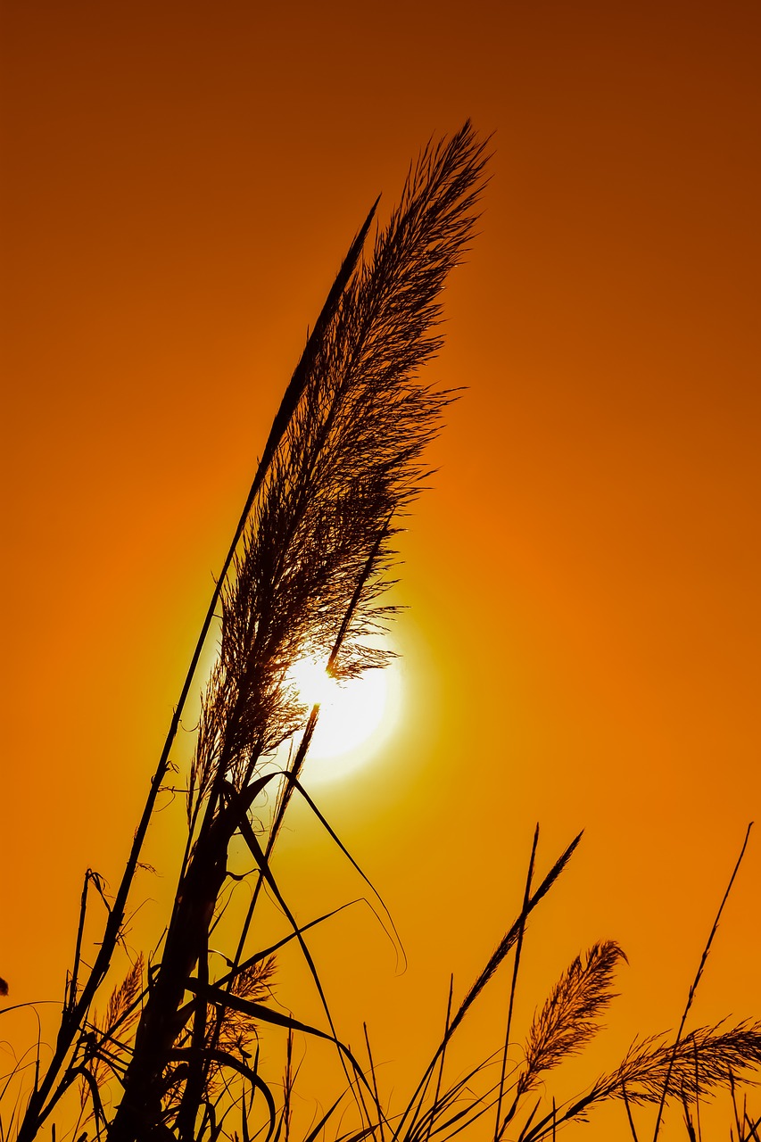 reeds sun sunset free photo