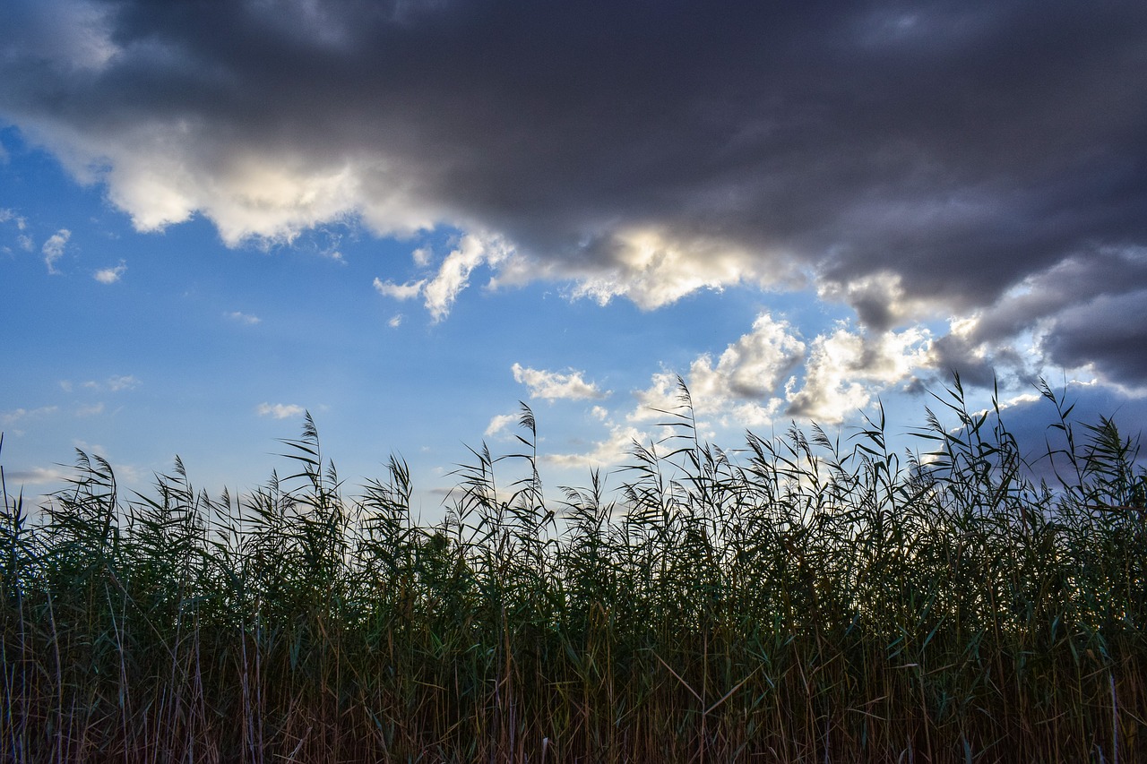 reeds swamp sky free photo