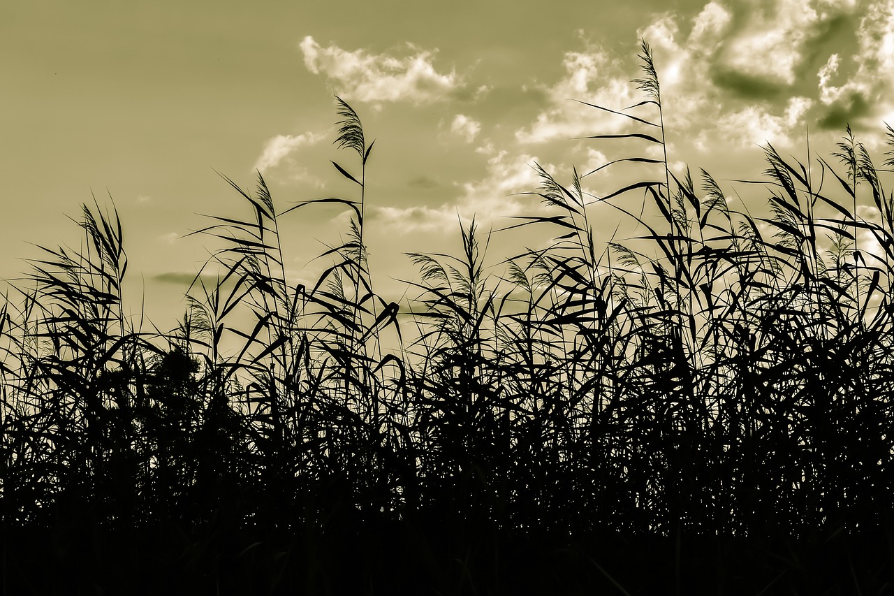 reeds swamp sky free photo