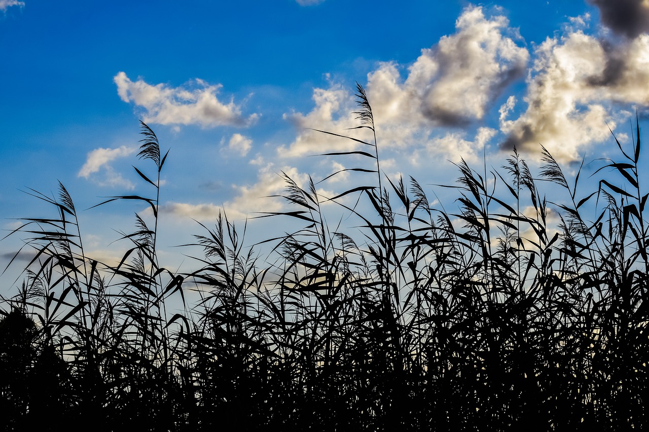 reeds swamp sky free photo