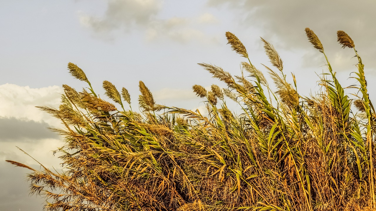 reeds sky clouds free photo