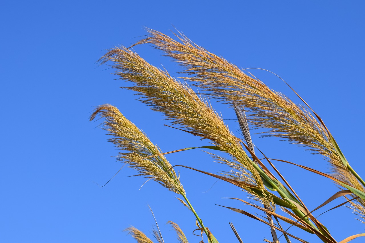 reeds summer nature free photo