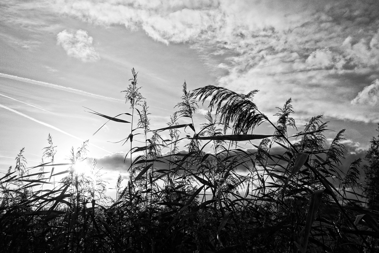 reeds plumes vegetation free photo