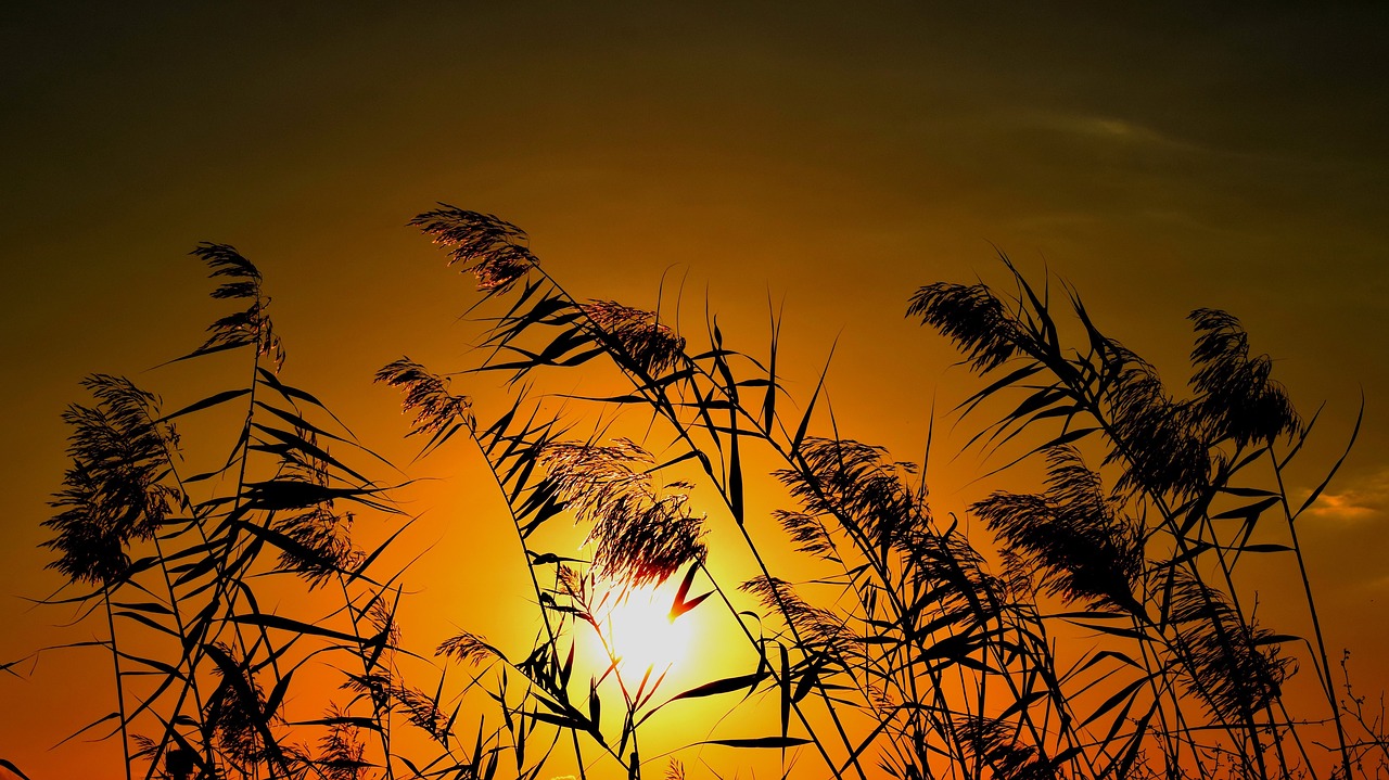 reeds sun sunset free photo