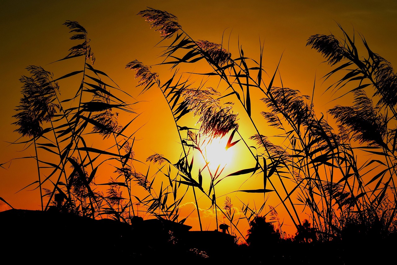 reeds sun sunset free photo