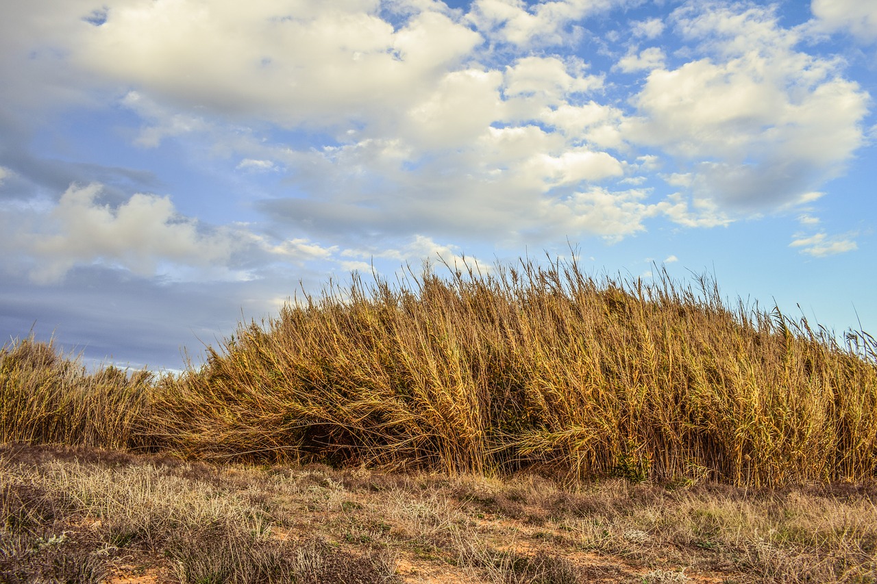 reeds field nature free photo