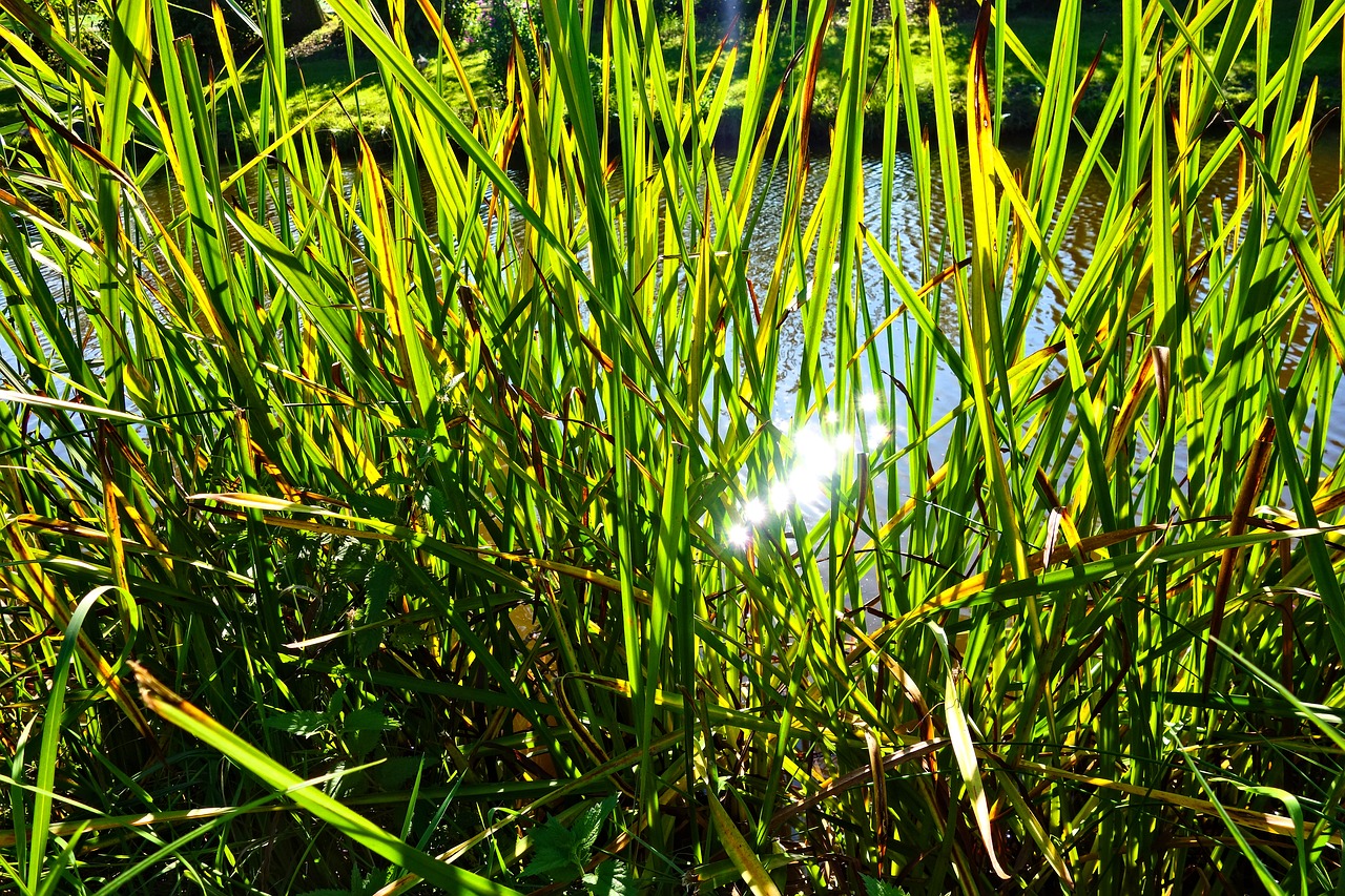 reeds aquatic plant banks free photo