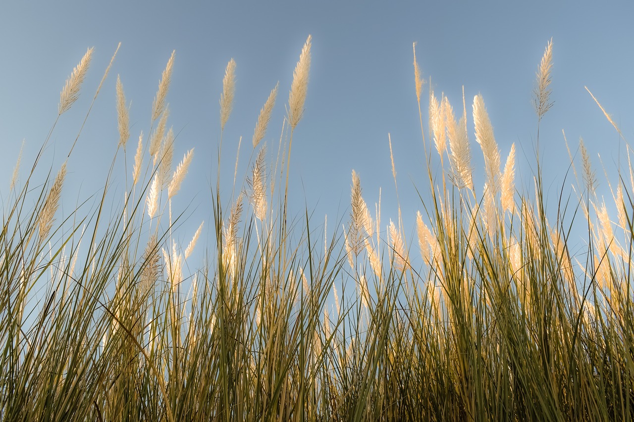 reeds sky nature free photo