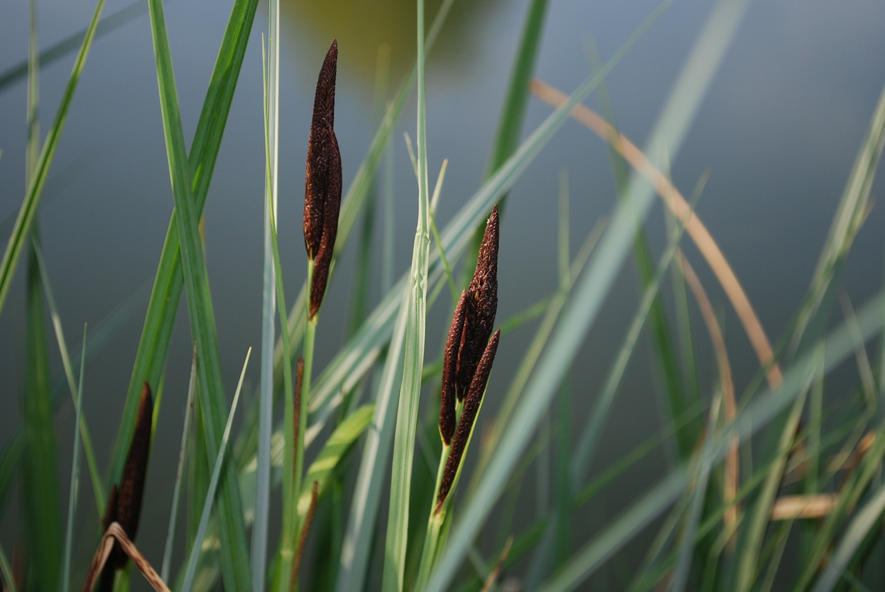 reeds grass nature free photo