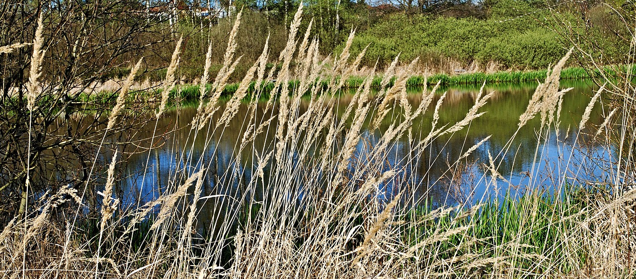 reeds dry water free photo