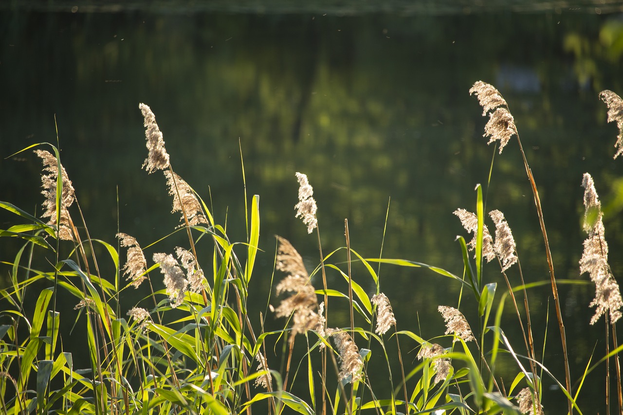 reeds  grass  lake free photo