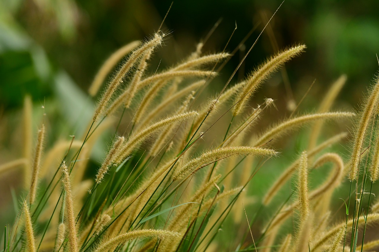 reeds  hairy  seeds free photo