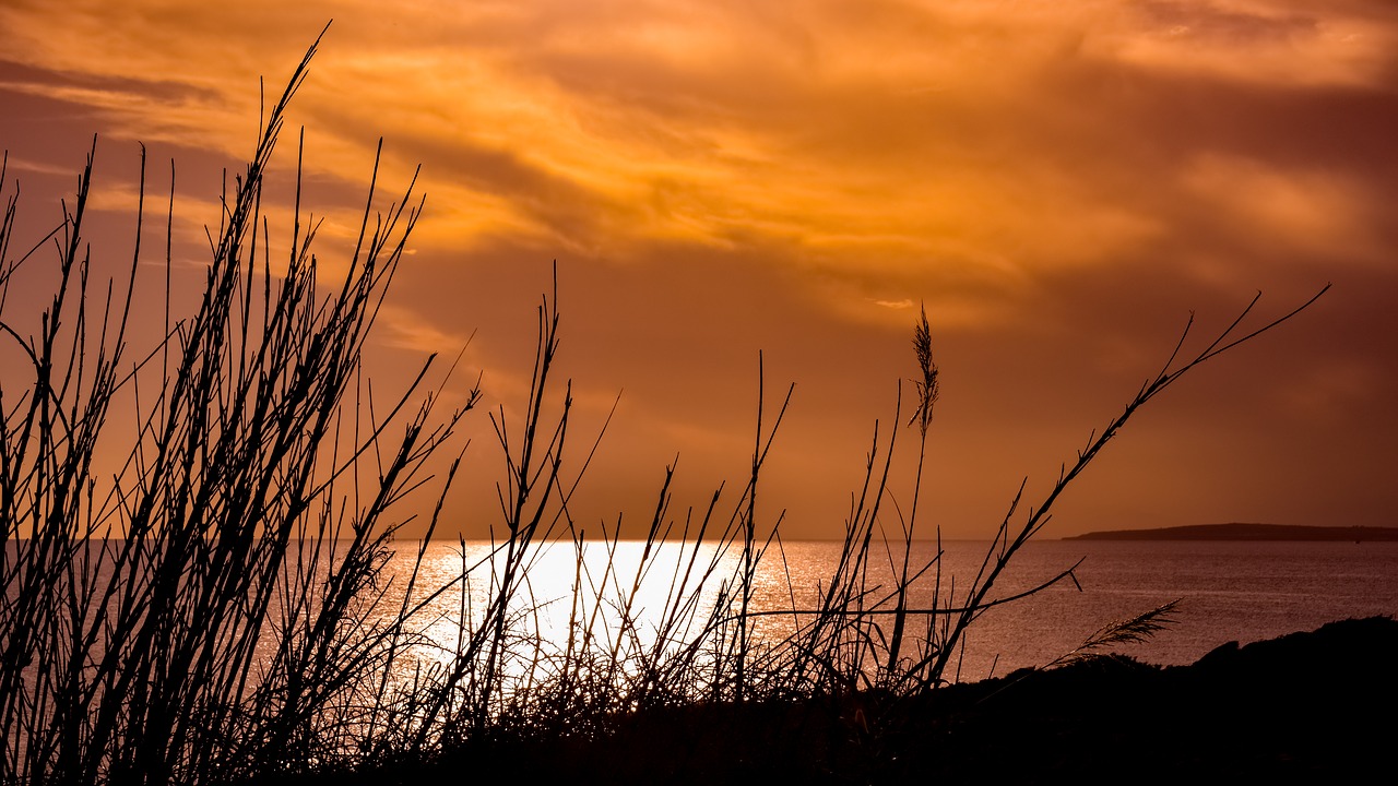 reeds  sunset  nature free photo