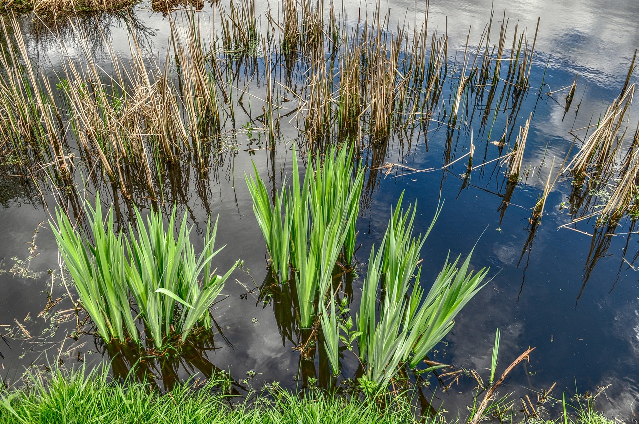reeds water reed pond free photo