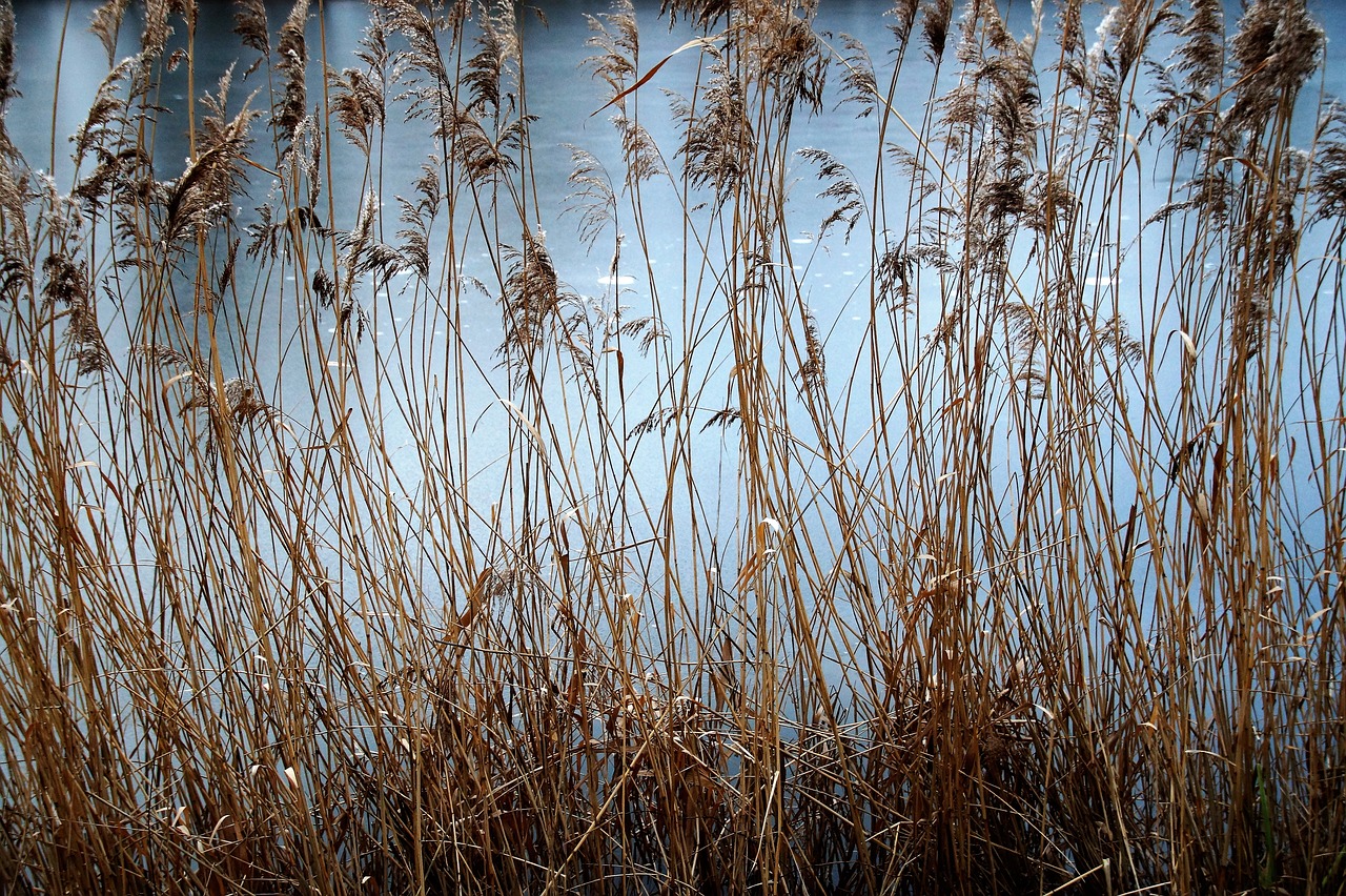 reeds  dry  reed free photo