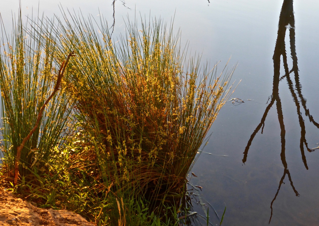 reeds  reflection  landscape free photo