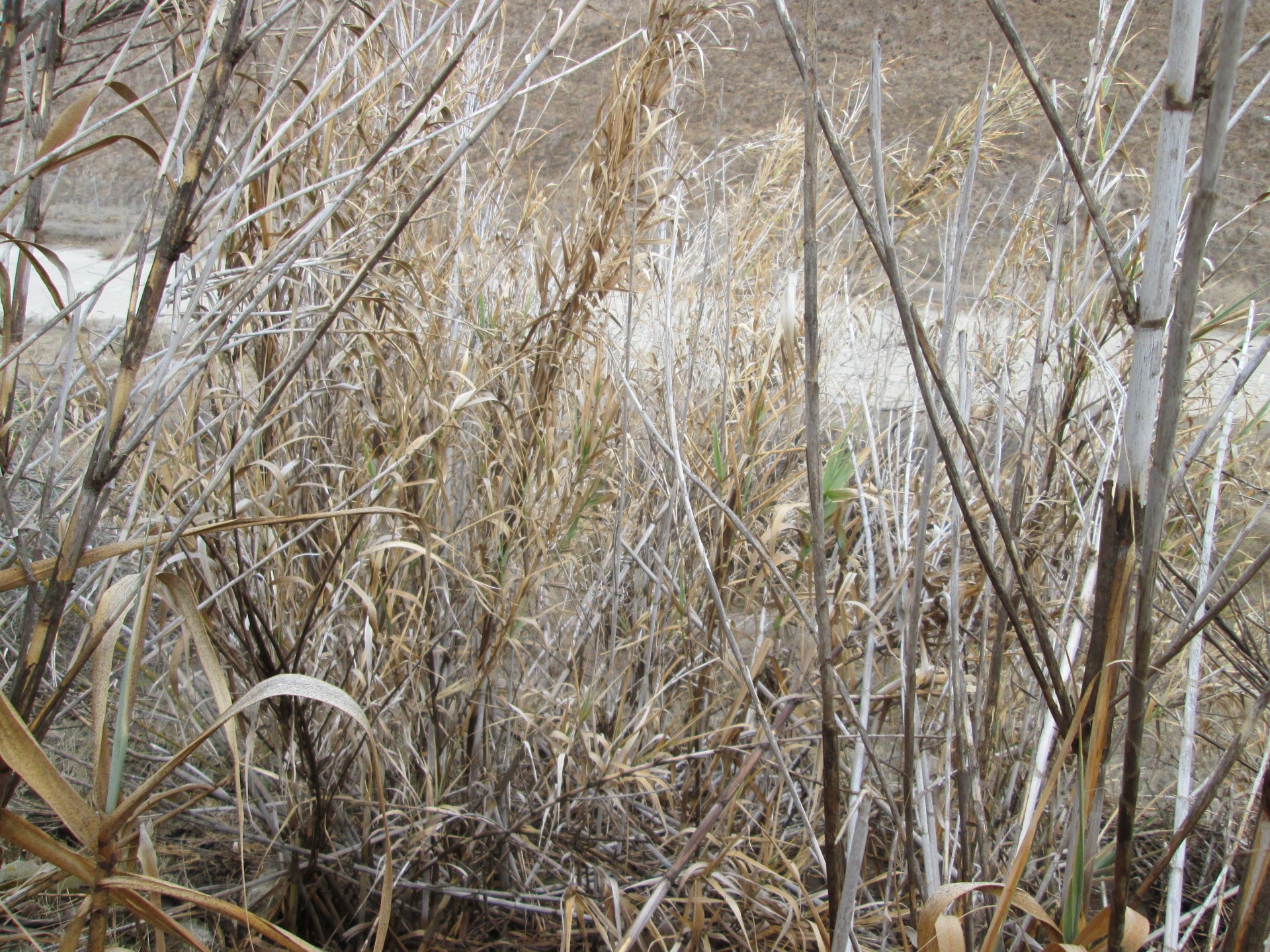reeds nature plants free photo