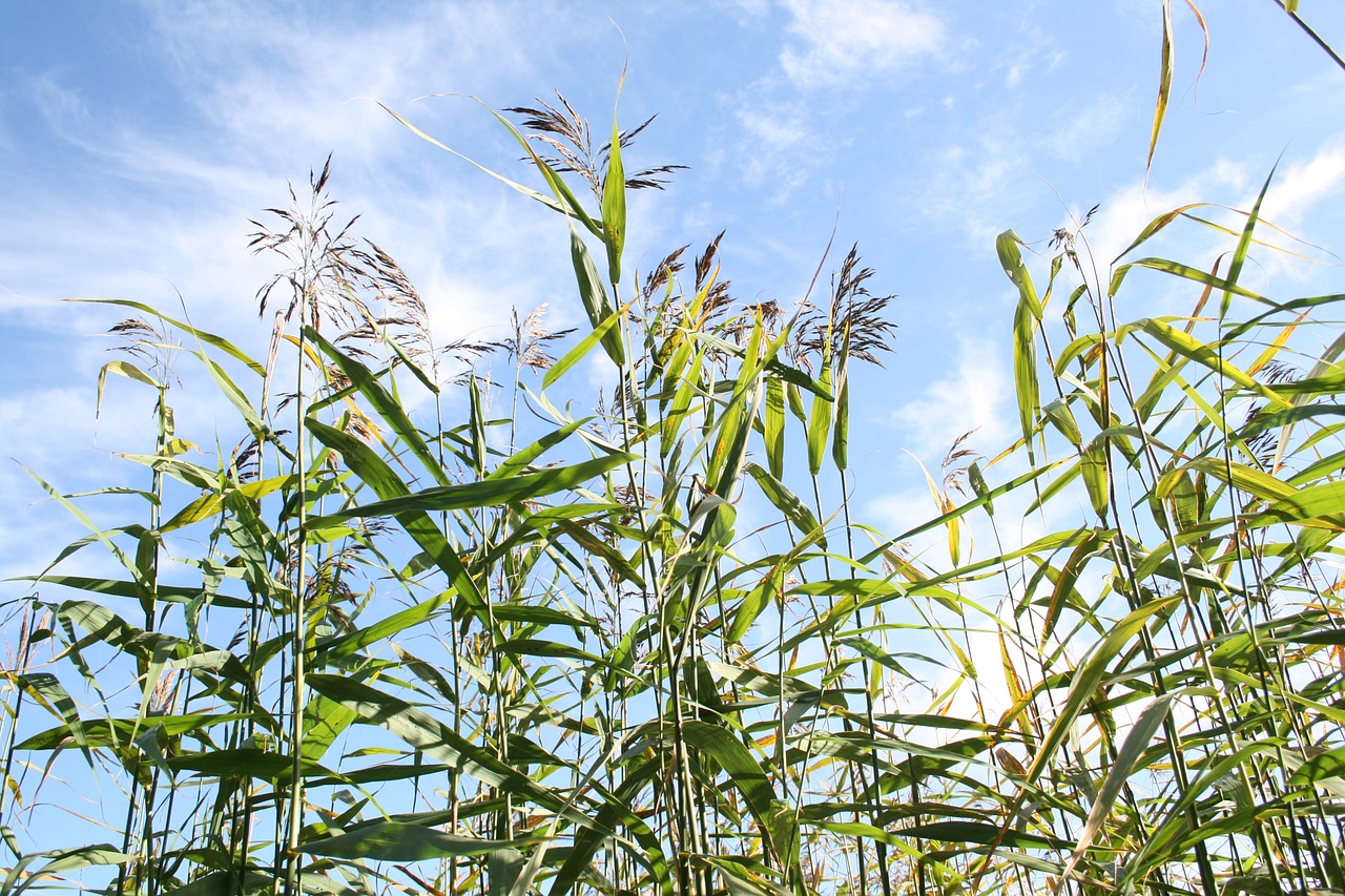 reeds clouds summer free photo