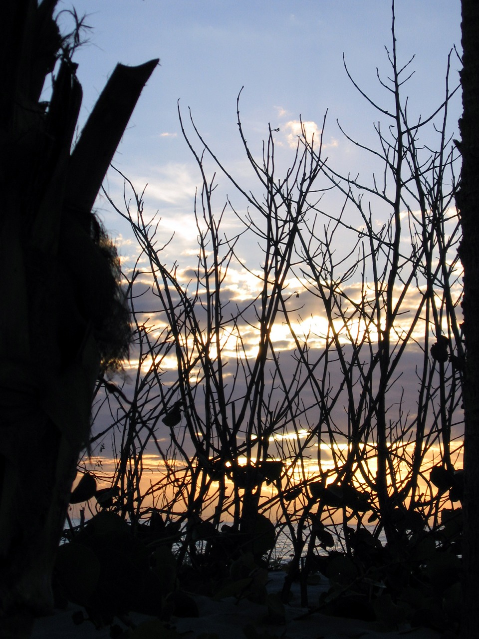 reeds beach scene free photo