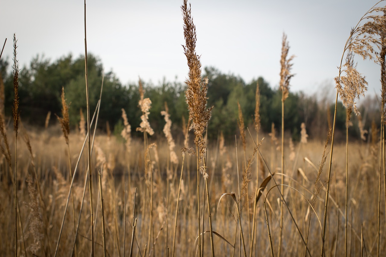 reeds the sun lake free photo