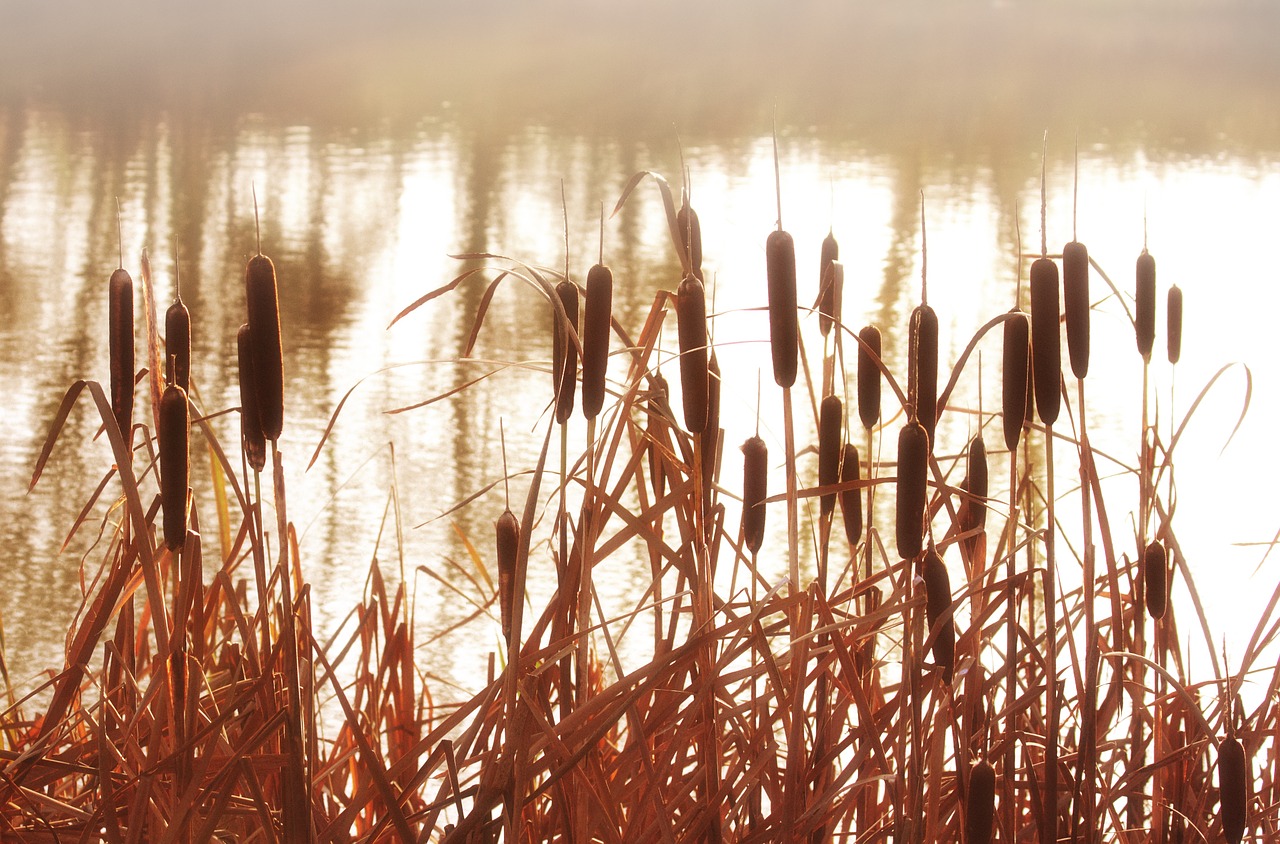 reeds cattails plant free photo
