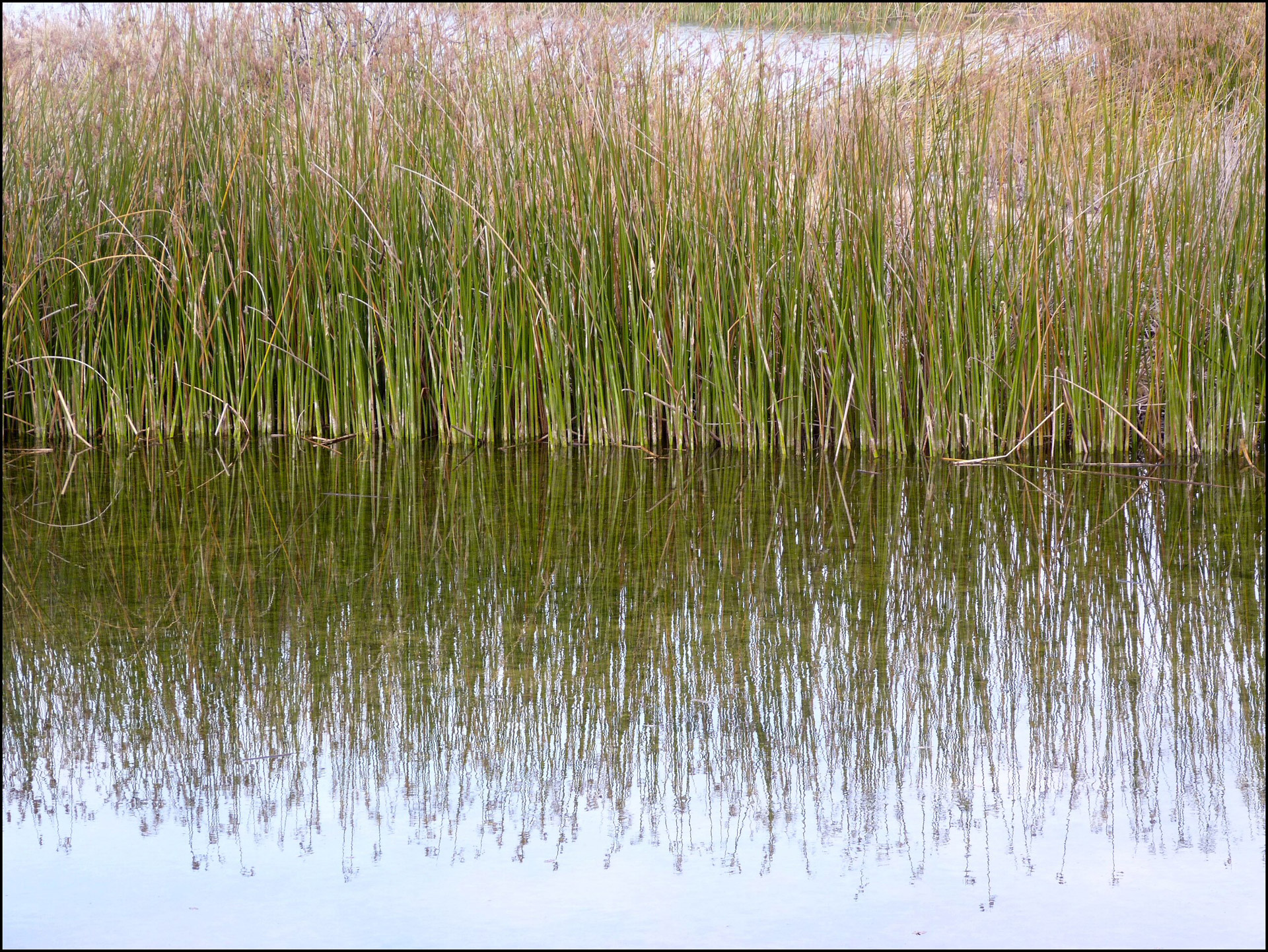 reeds pond reflection free photo