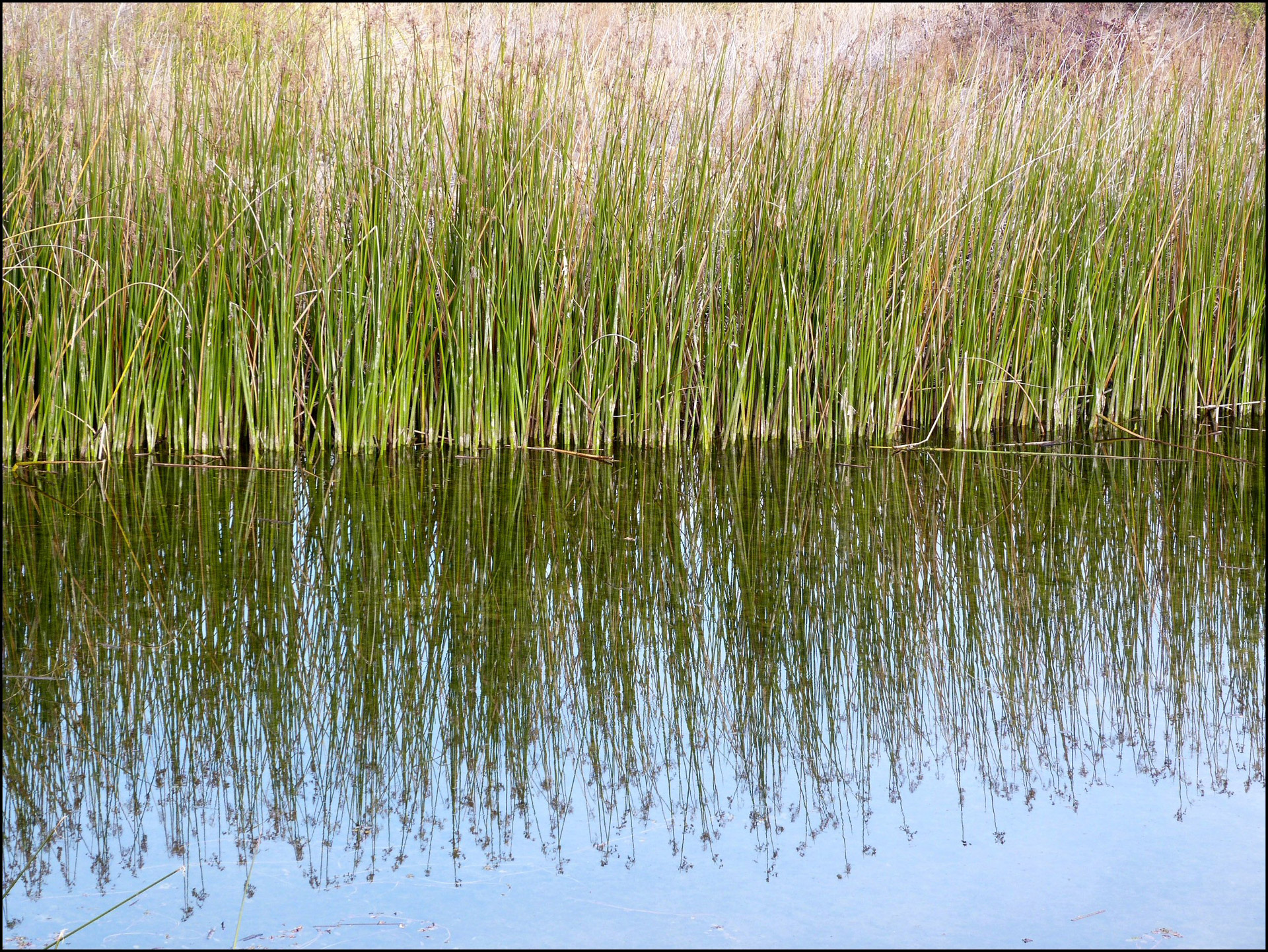 reeds pond reflection free photo