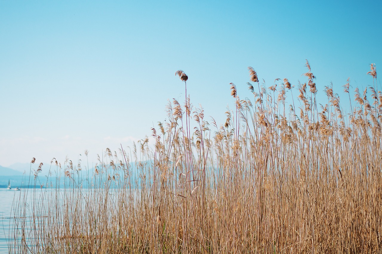 reeds plants water free photo