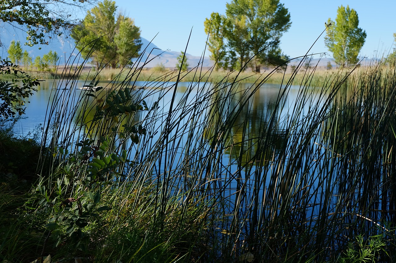 reeds plants pond free photo