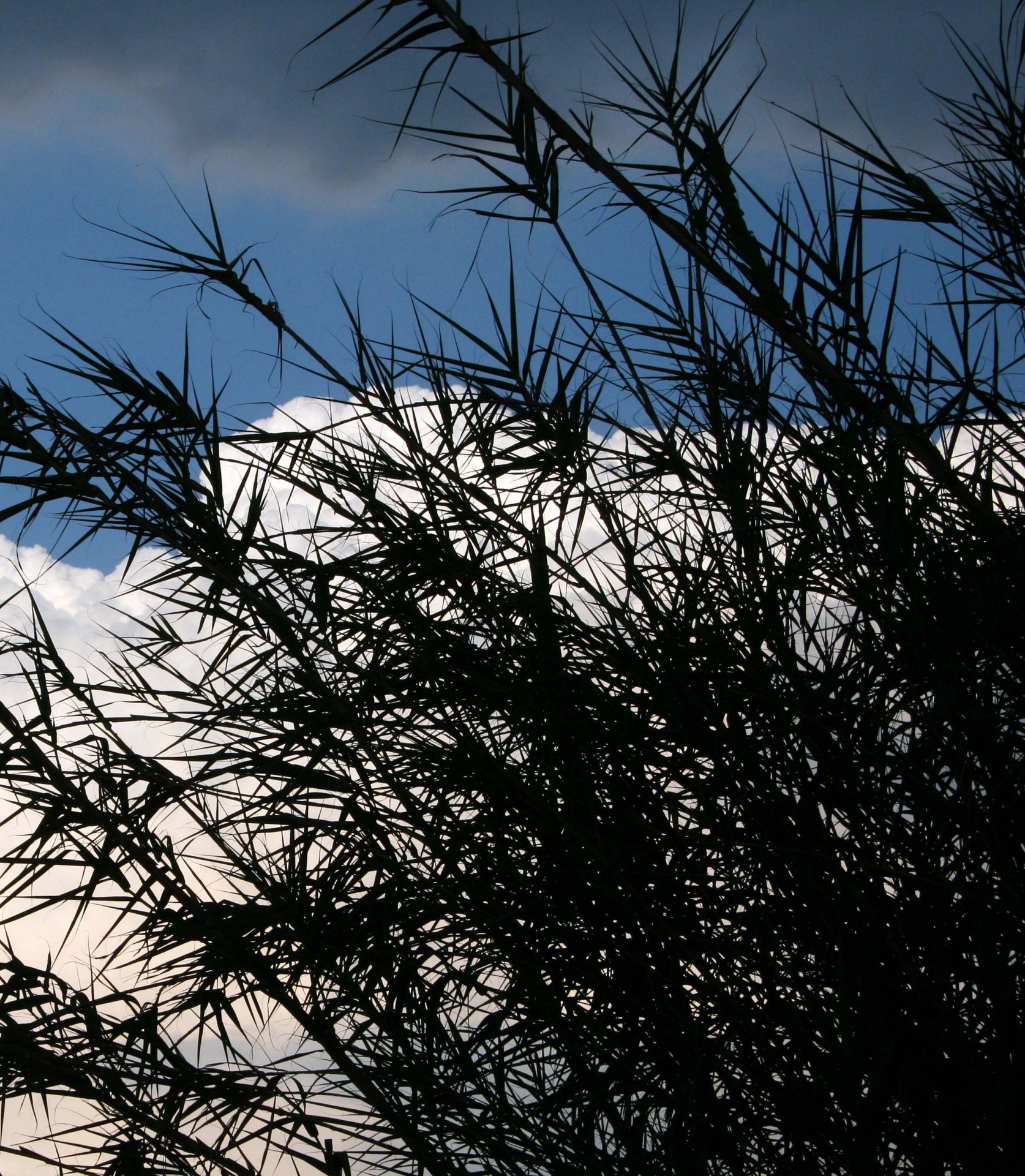 silhouette reeds leaves free photo