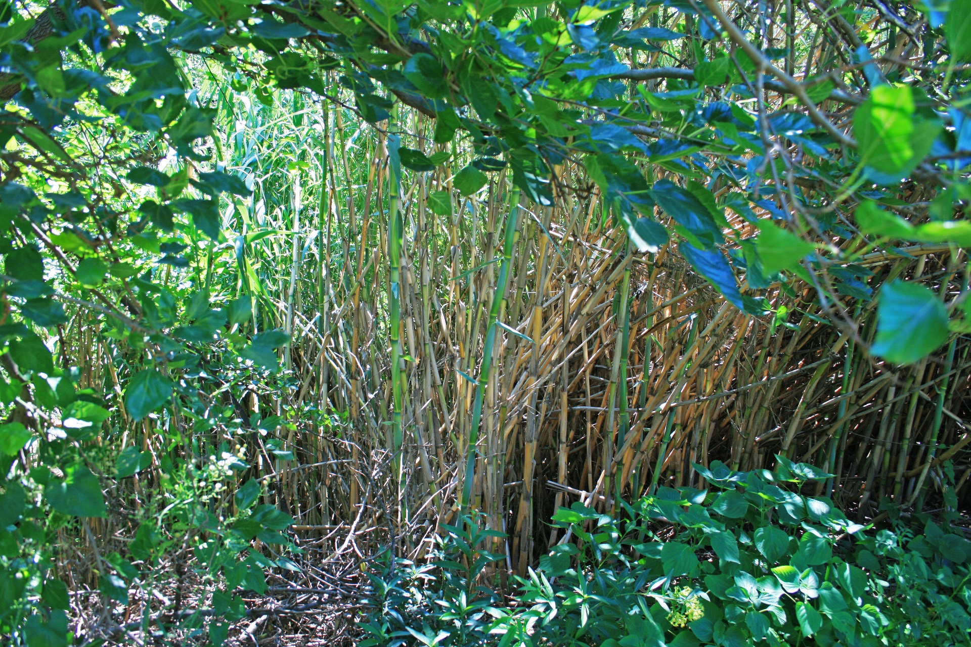 reeds bent trees free photo