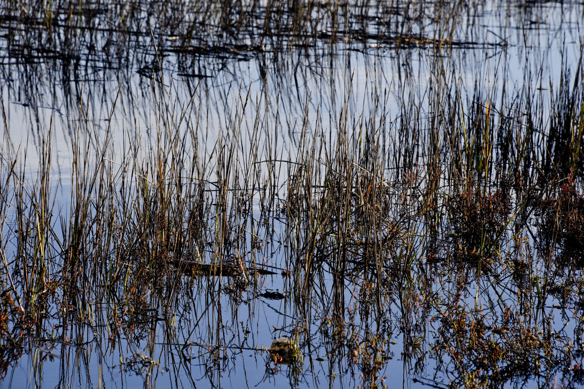 marsh blue reeds free photo