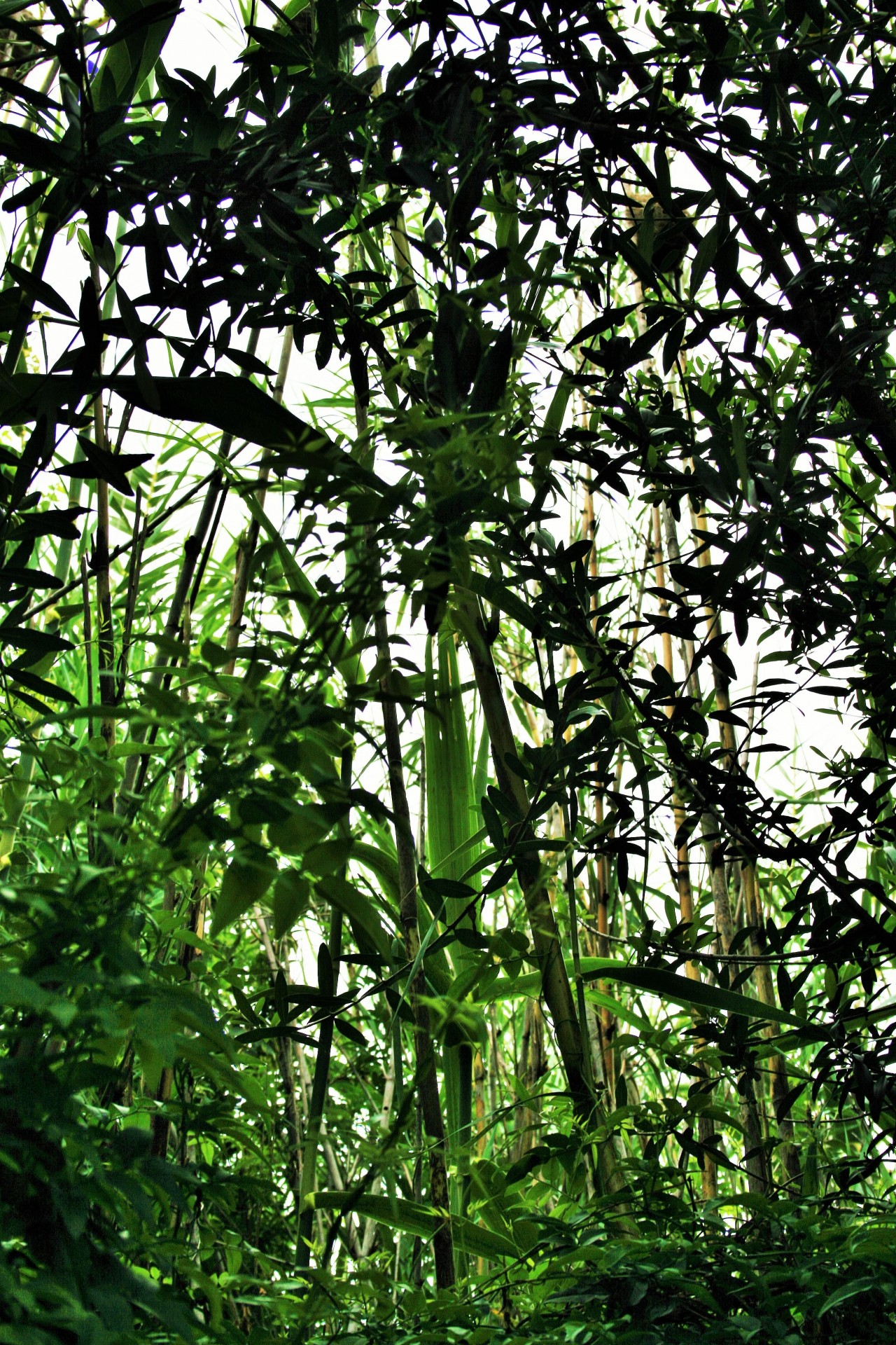 reeds jasmine foliage free photo