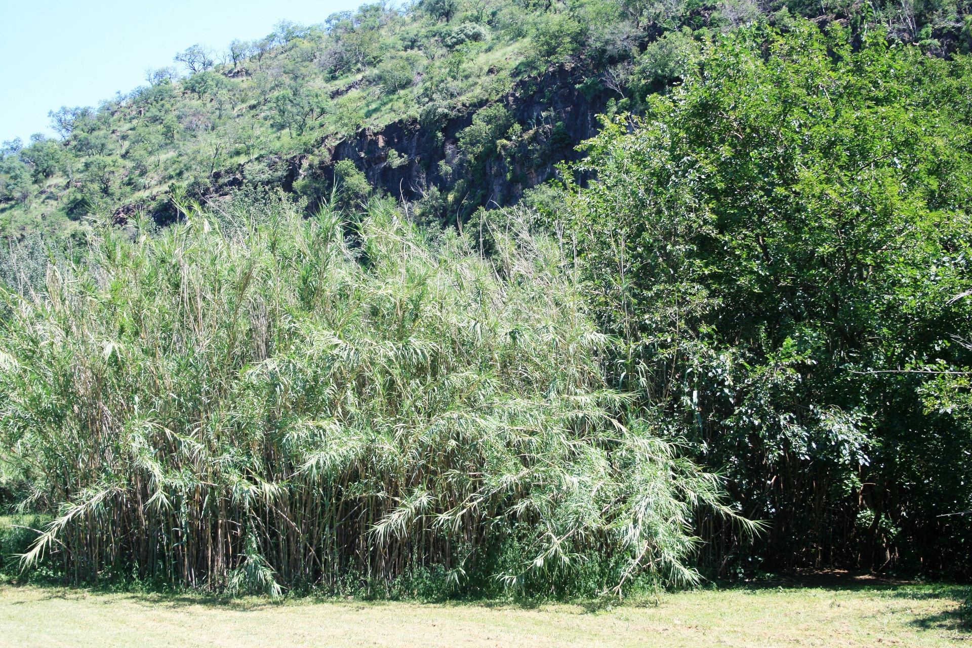 reeds bent trees free photo