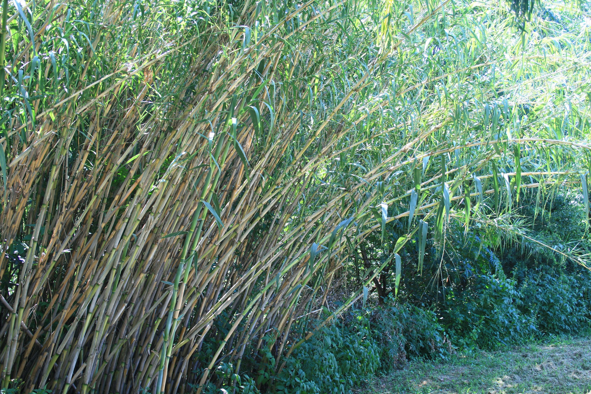 reeds tall green free photo